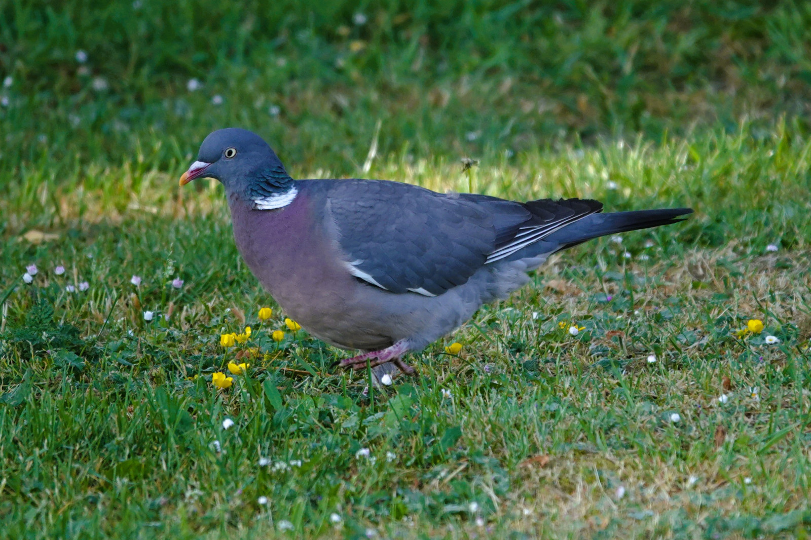 image Common Wood Pigeon